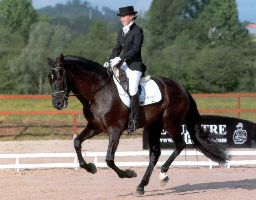 Villacarriedo acogerá el Campeonato de Cantabria de Doma Clásica y de Caballos Jóvenes