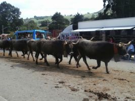 Éxito en la VII Concentración Ganadera Local de Liérganes