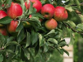 Jornada sobre el cultivo del manzano de sidra en la comarca pasiega