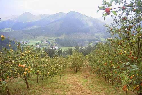 CURSO INTENSIVO DE CULTIVO DE MANZANO DE SIDRA