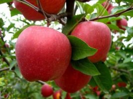 Curso sobre plantación de manzano de sidra en la comarca