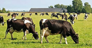 Ayudas Primera instalación Agricultores y Ganaderos