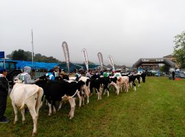 FeriaGanados2017