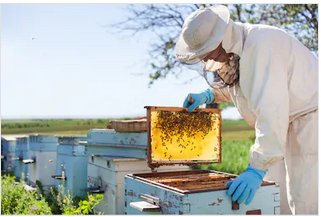 Ayudas para la mejora de producción y comercialización de la Miel para 2020